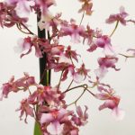 Oncidium Rosy