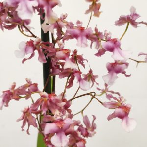 Oncidium Rosy
