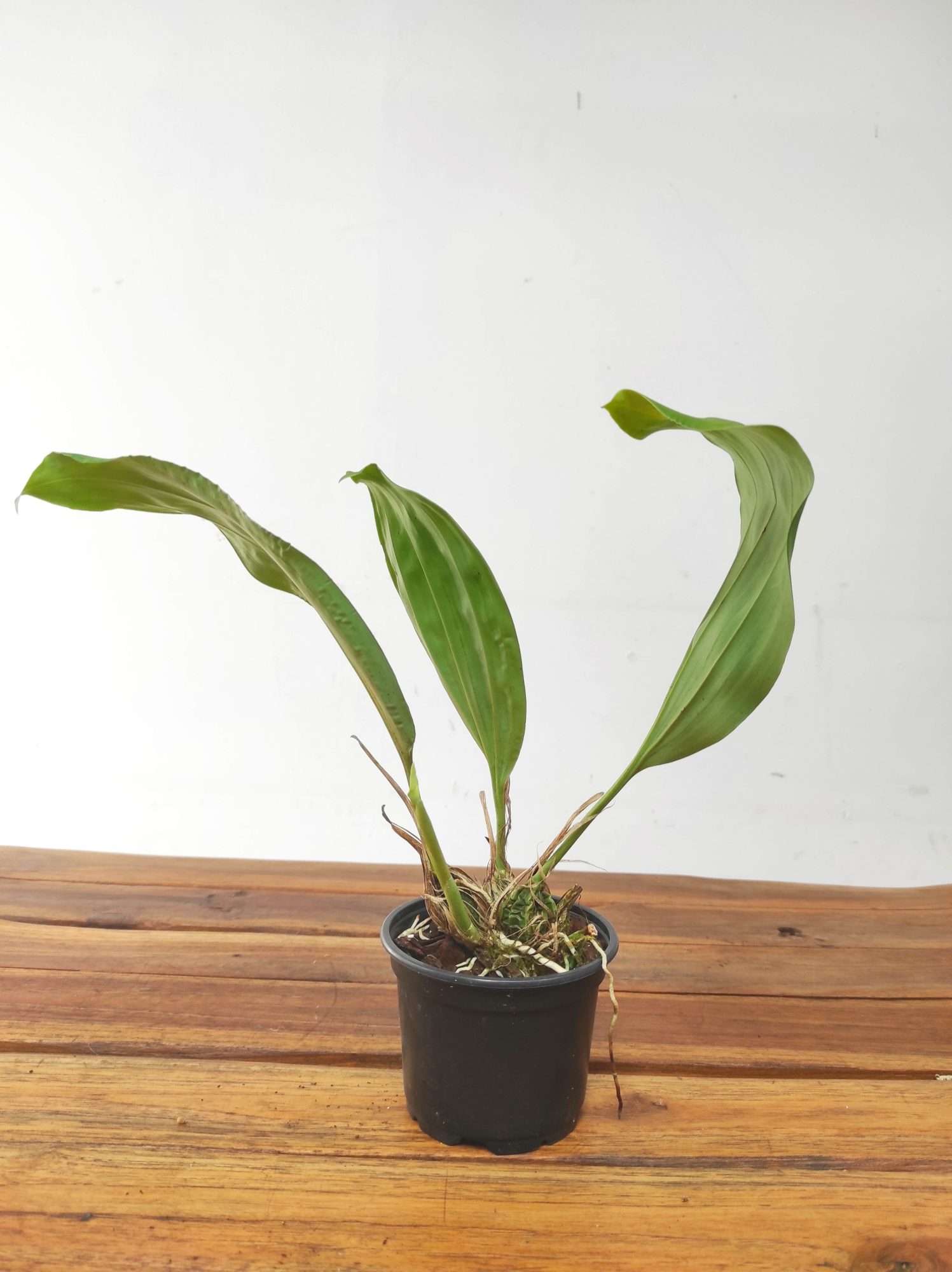 Stanhopea Deltoidea - Sem flor - Image 2