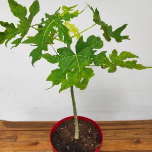 Carica Papaya