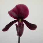Paphiopedilum Black Jack - Sem Flor