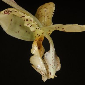 Stanhopea Deltoidea - Sem flor