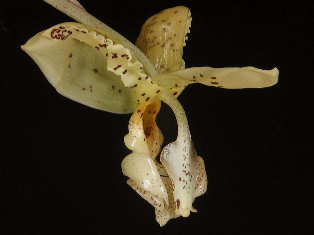 Stanhopea Deltoidea - Sem flor