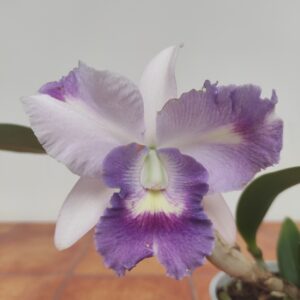 Cattleya 1 haste