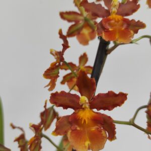 Colmanara Spacetente - 2 hastes