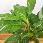 Spathiphyllum Diamond V.14
