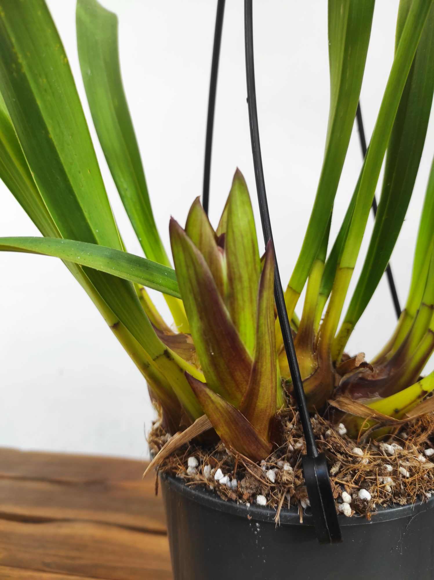 Cymbidium Kiwi Midnight - Haste floral - Image 2