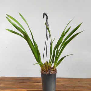 Cymbidium Kiwi Midnight - Haste floral