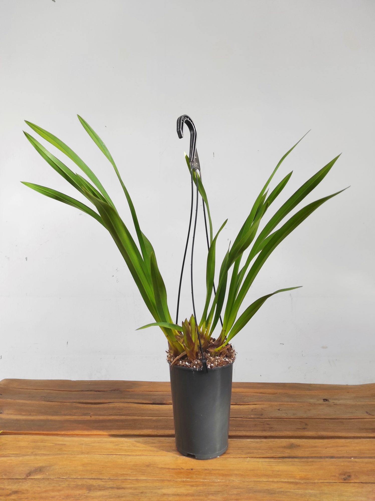 Cymbidium Kiwi Midnight - Haste floral