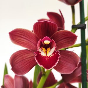 Cymbidium Red Harrison 2 Hastes - V.14