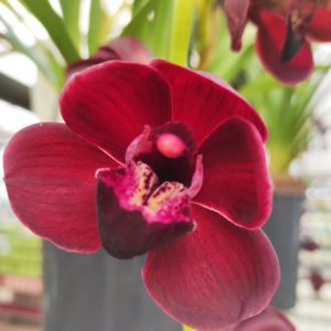 Cymbidium Kiwi Midnight