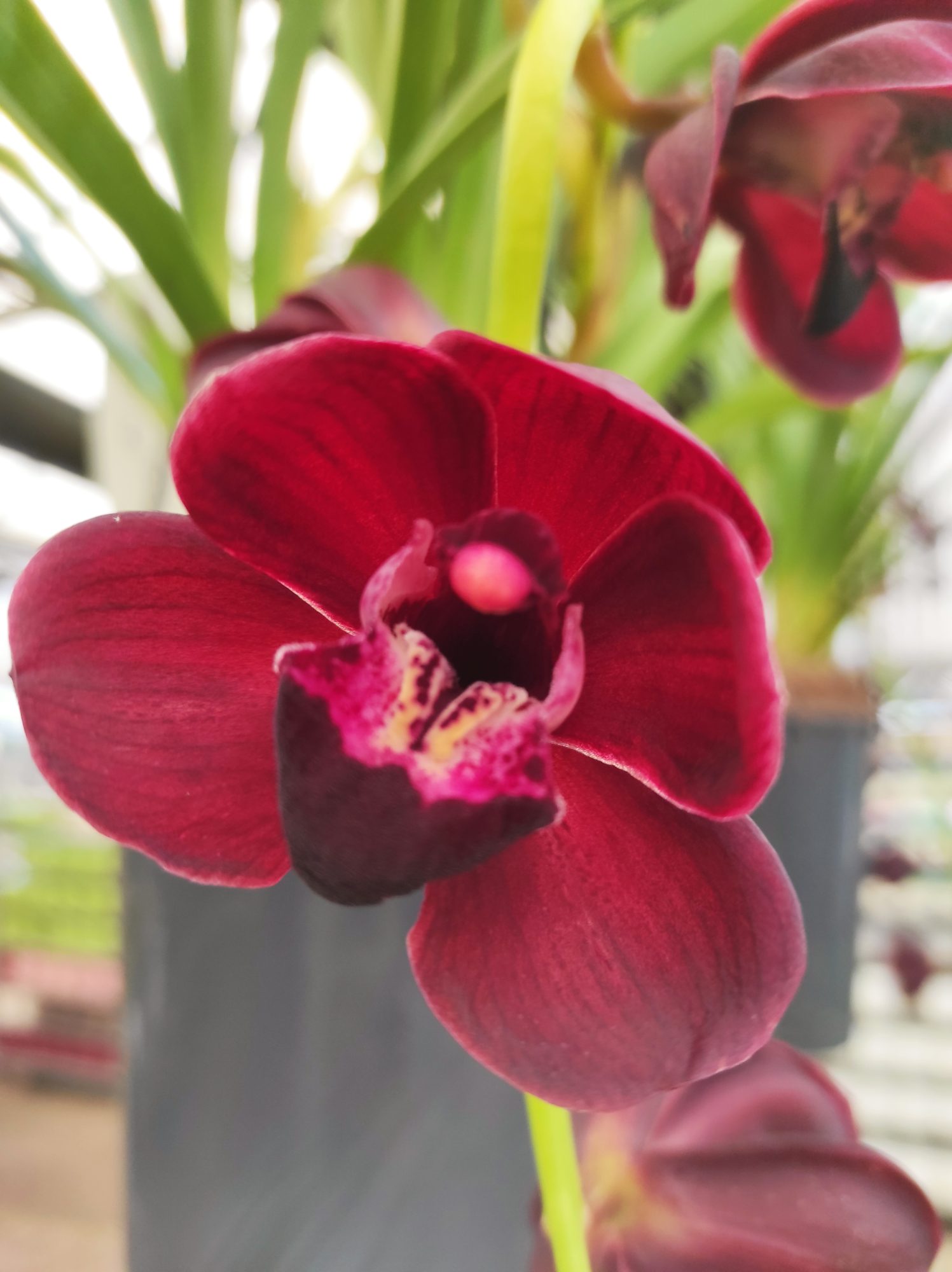 Cymbidium Kiwi Midnight