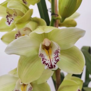 Cymbidium 3 Hastes