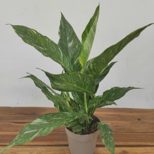 Spathiphyllum Diamond V.14