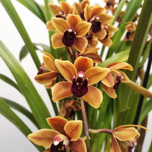 Cymbidium 3 Hastes
