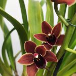 Cymbidium 3 Hastes