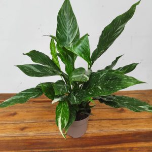 Spathiphyllum 'Diamond' V.14