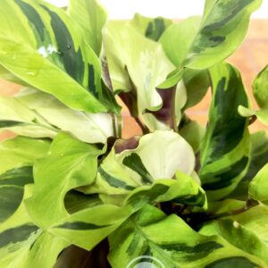 Calathea Yellow Fusion