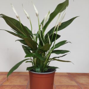 Spathiphyllum Bingo Cupido