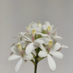Epidendrum Branco