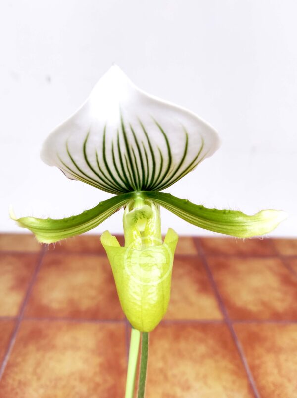 Paphiopedilum Maudiae Femma V.9