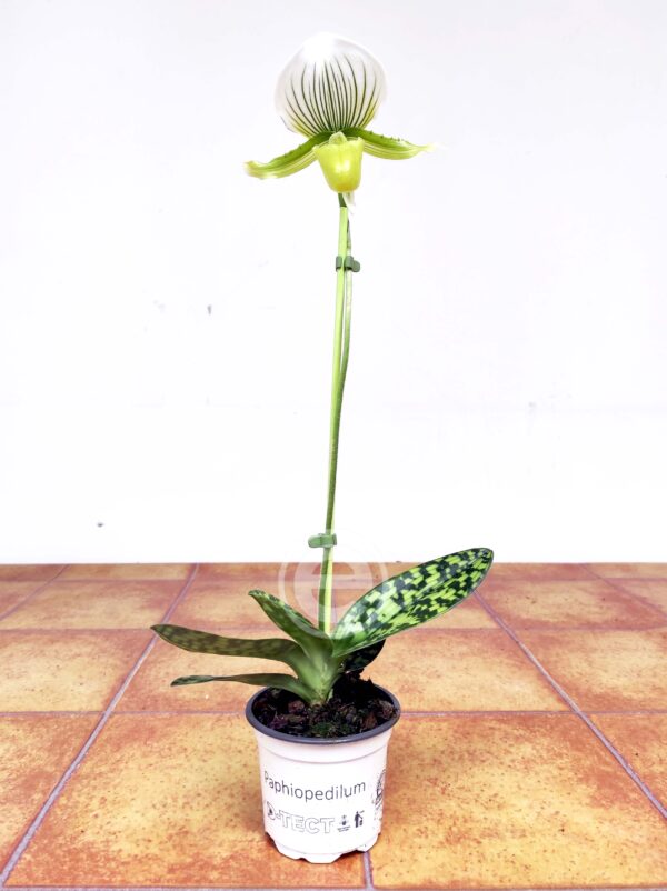 Paphiopedilum Maudiae Femma V.9 - Image 2
