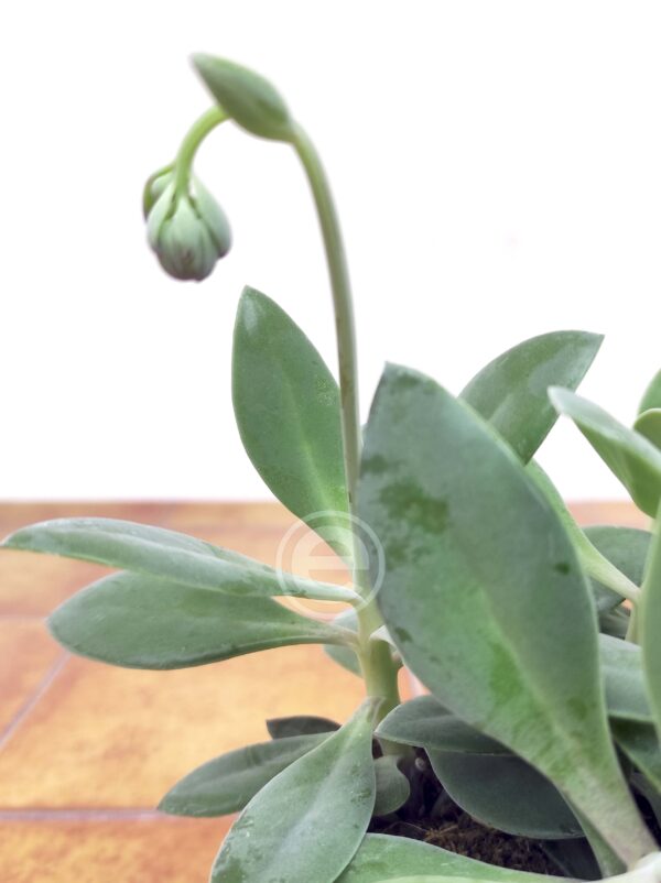 Senecio Red Cap