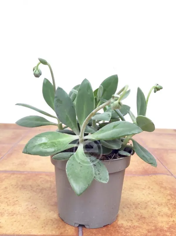 Senecio Red Cap - Image 2