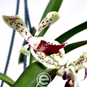 Vanda Paki