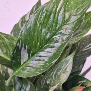 Spathiphyllum 'Diamond' V.14