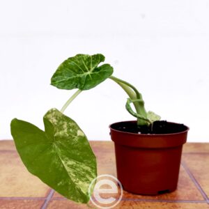 Alocasia Gageana Aurea Variegata