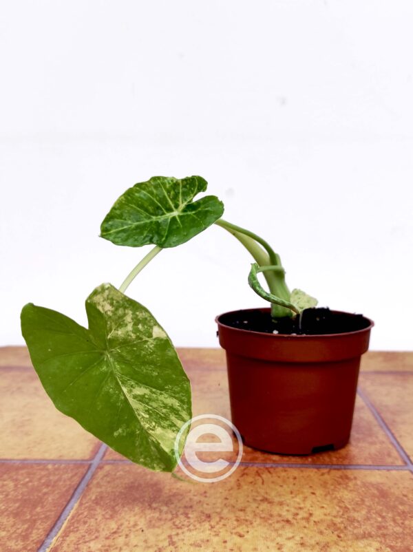 Alocasia Gageana Aurea Variegata