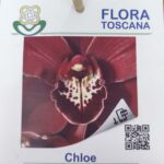 Cymbidium Flor Grande Toscana Sem Flor - Chloe