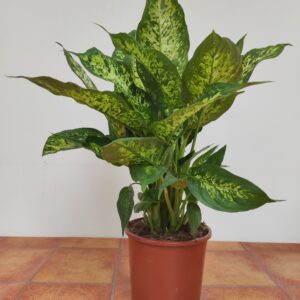 Dieffenbachia "Compacta"