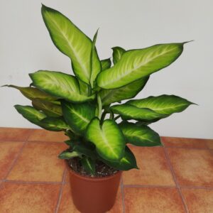 Dieffenbachia 'Summer Style'