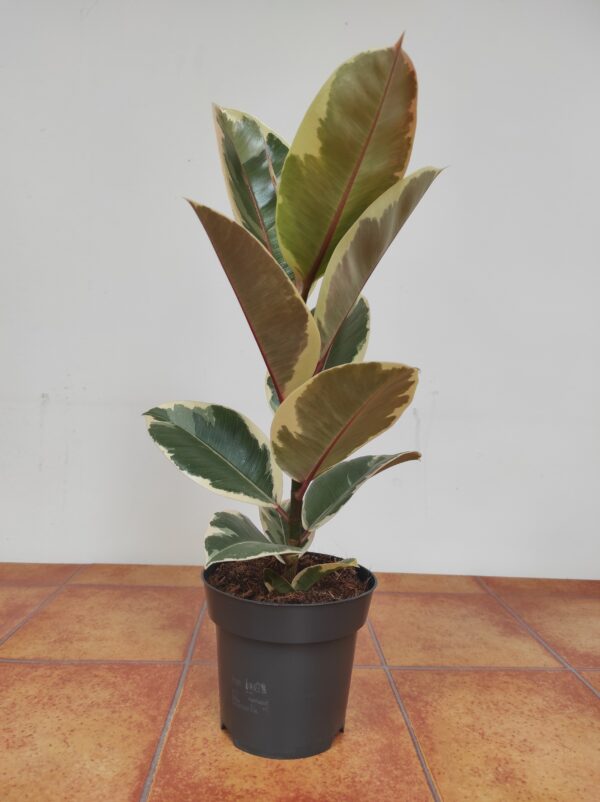 Ficus Elastica Tineke - Image 2