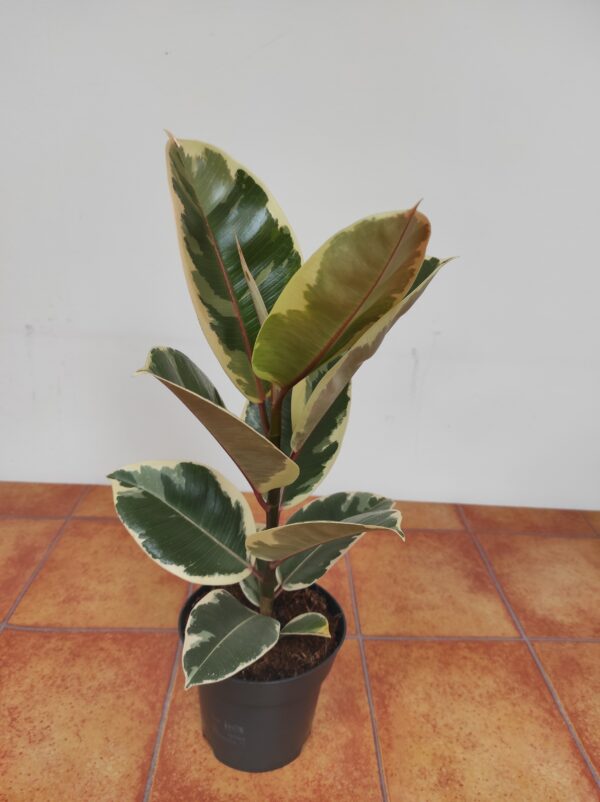 Ficus Elastica Tineke