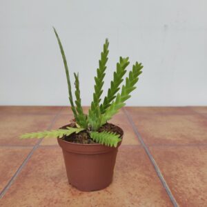 Lockhartia Lunifera - Sem Flor