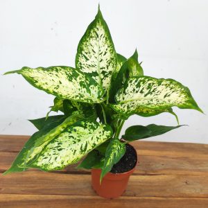 Dieffenbachia "Compacta"