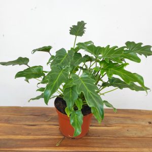 Philodendron Xanadu