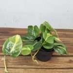 Philodendron Scandens 'Brasil'