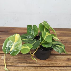 Philodendron Scandens 'Brasil'