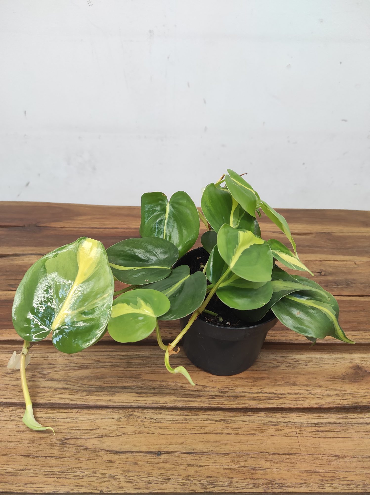Philodendron Scandens 'Brasil'