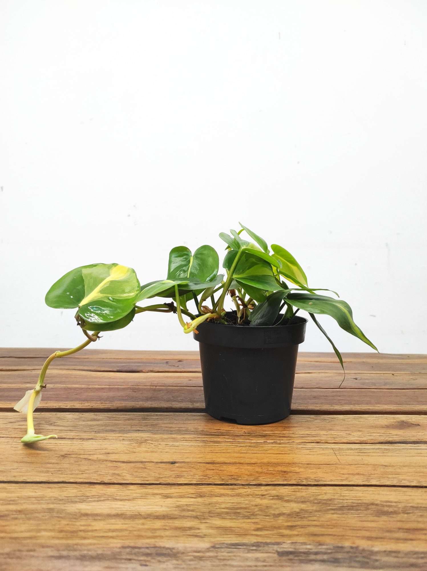 Philodendron Scandens 'Brasil' - Image 2
