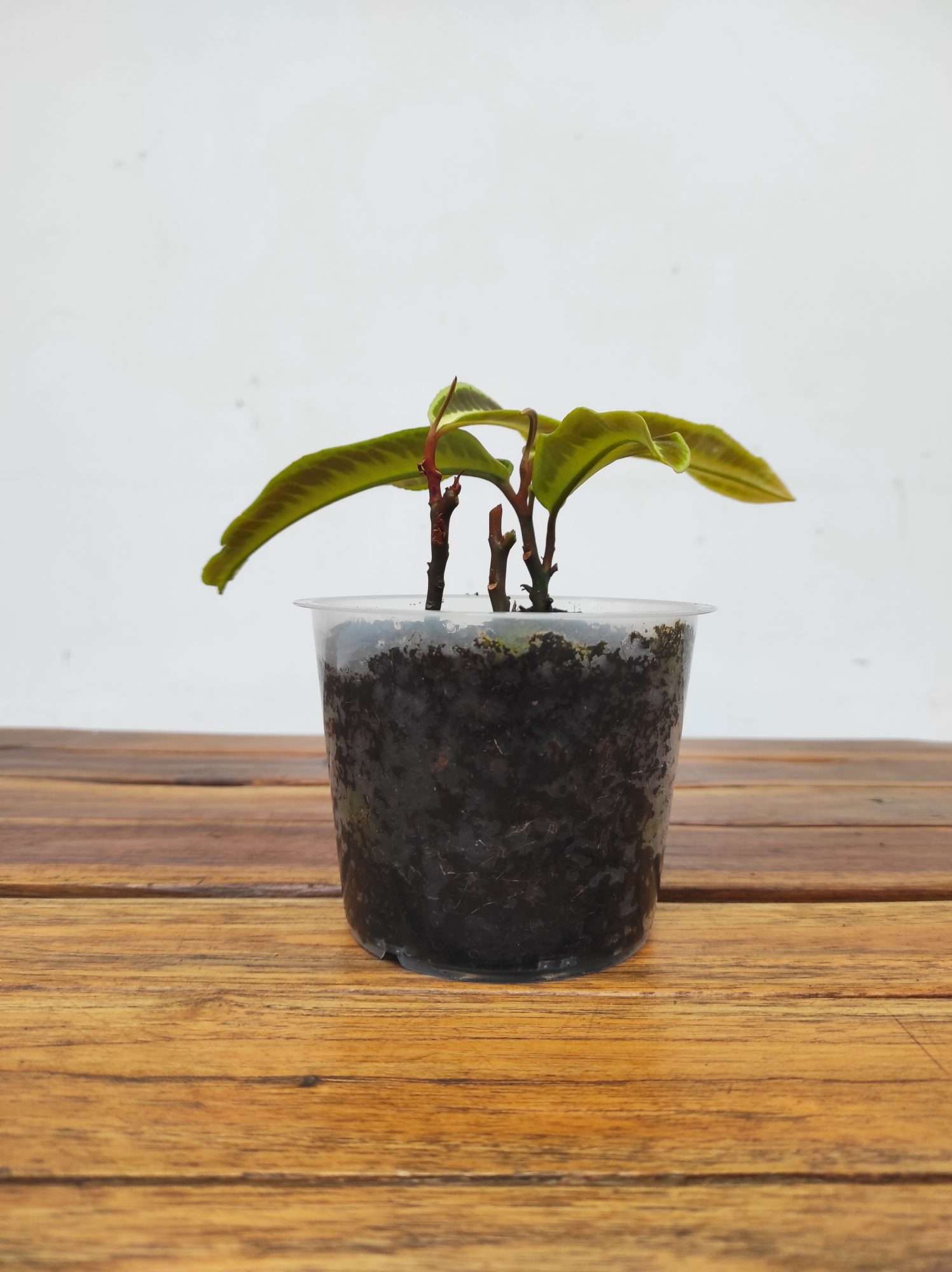 Labisia Jabi - Image 2