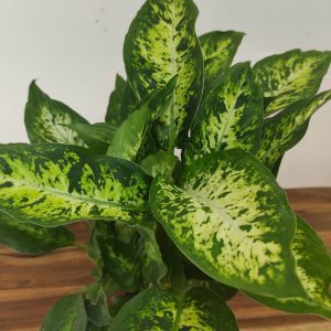 Dieffenbachia "Compacta"