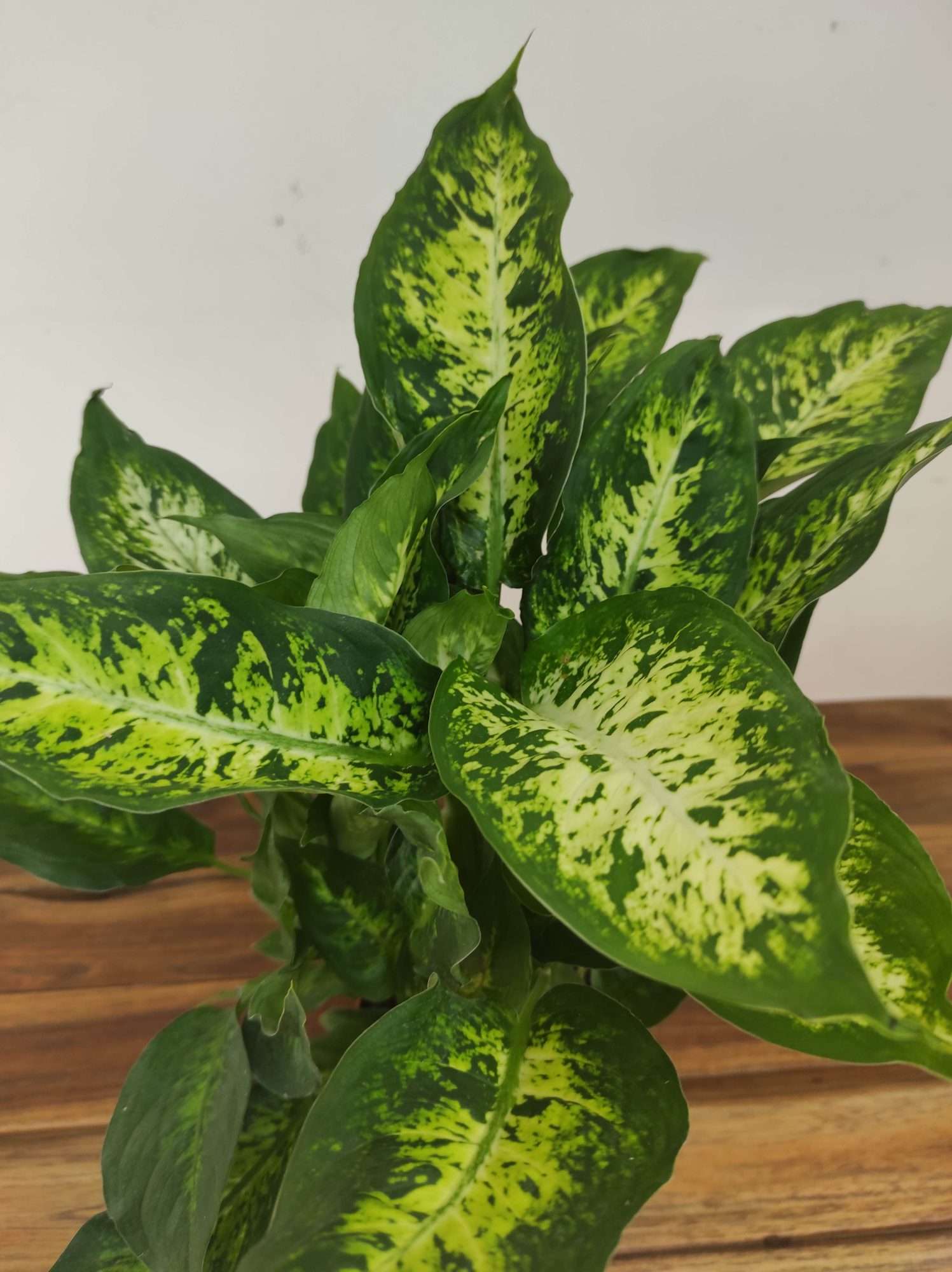 Dieffenbachia "Compacta"
