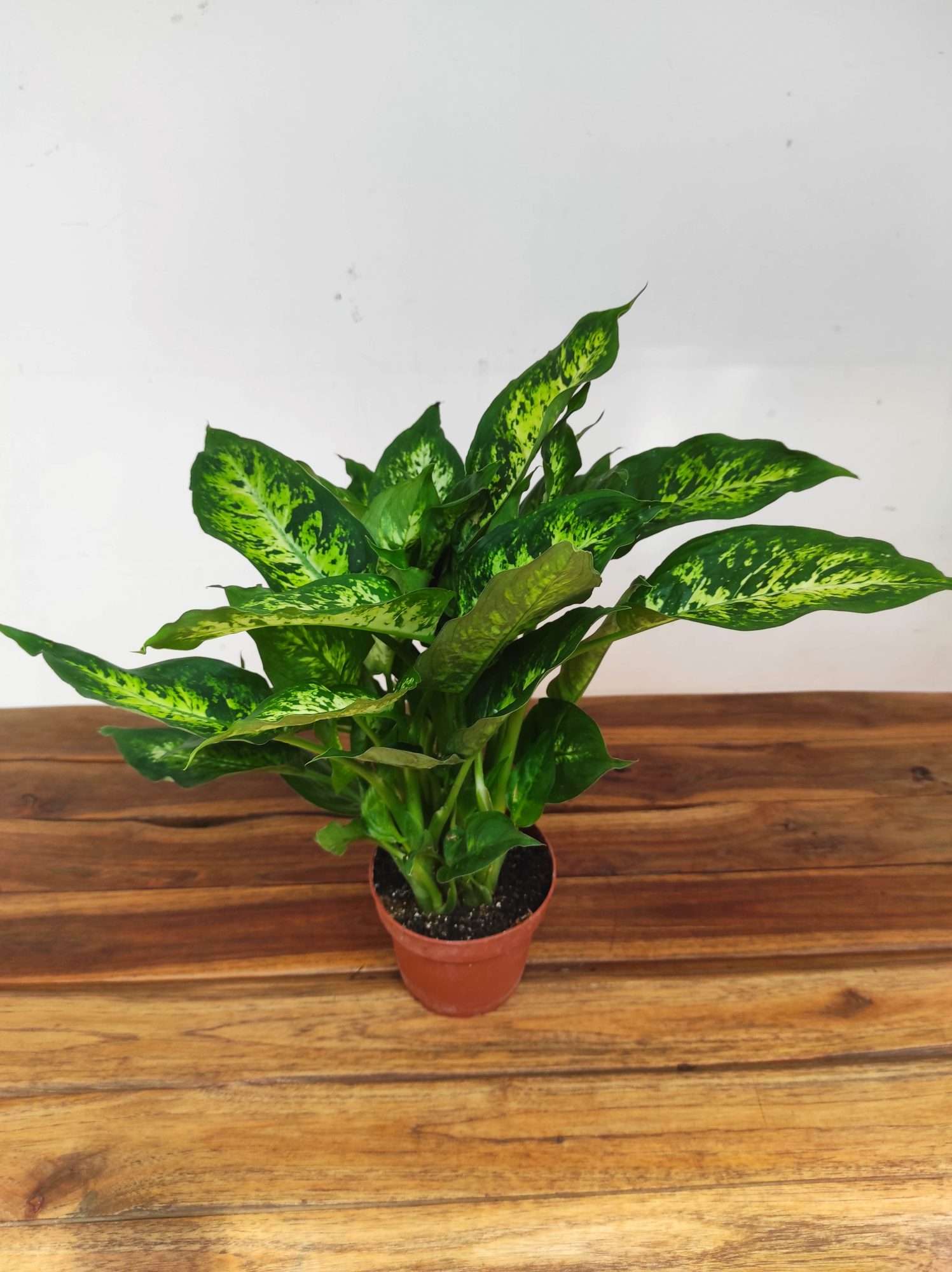 Dieffenbachia "Compacta" - Image 3