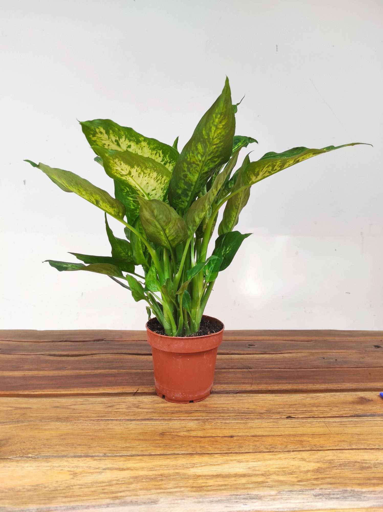 Dieffenbachia "Compacta" - Image 2