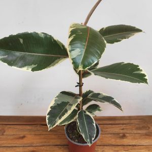 Ficus Elastica Tineke